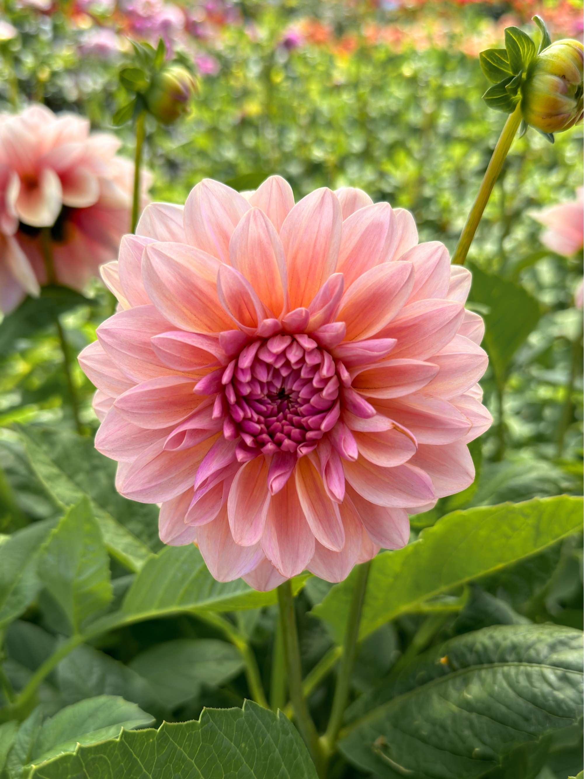 Dahlia 'Sturm Sweet Maria'